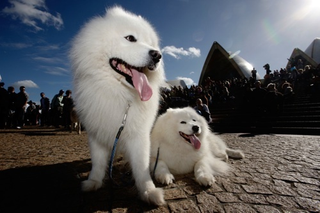Illustration for article titled Scenes From A Doggy Rock Show
